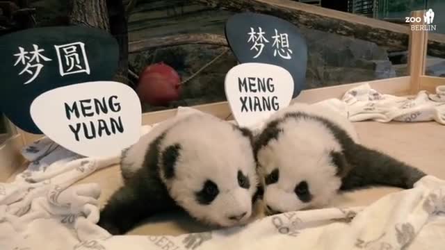 柏林动物园为双胞胎大熊猫举行命名仪式，一个叫梦想一个叫梦圆