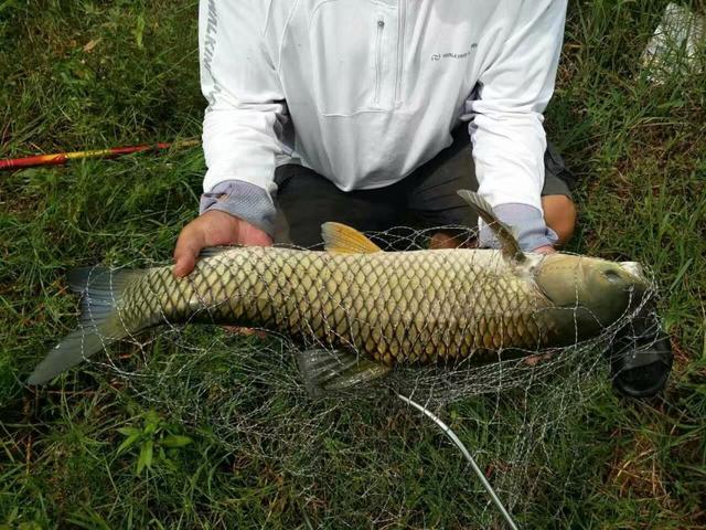 新型谷麦钓法,你意想不到的效果,是这一个人坚守数年的结果