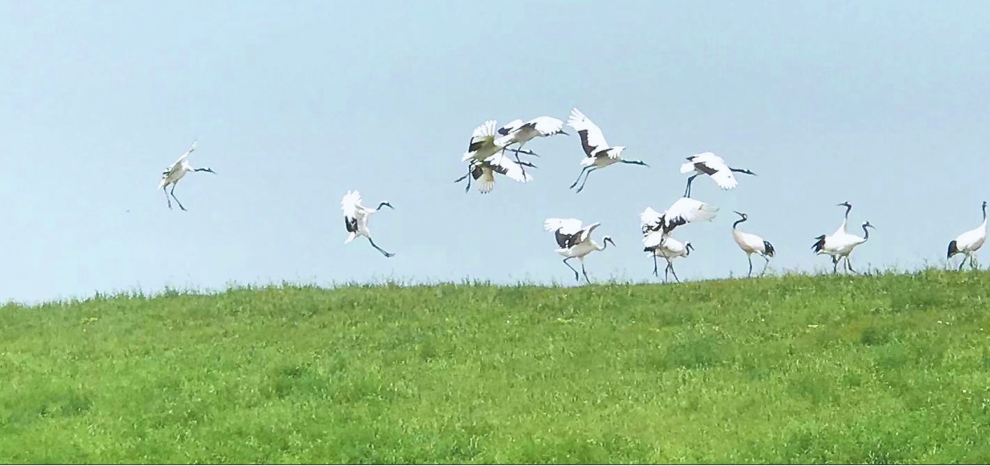 齐齐哈尔丹顶鹤家乡避暑好地方