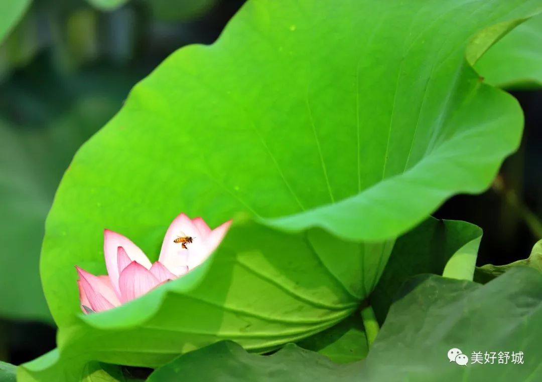 舒城华东莲花城:天降瑶池,荷风莲韵(美图欣赏)