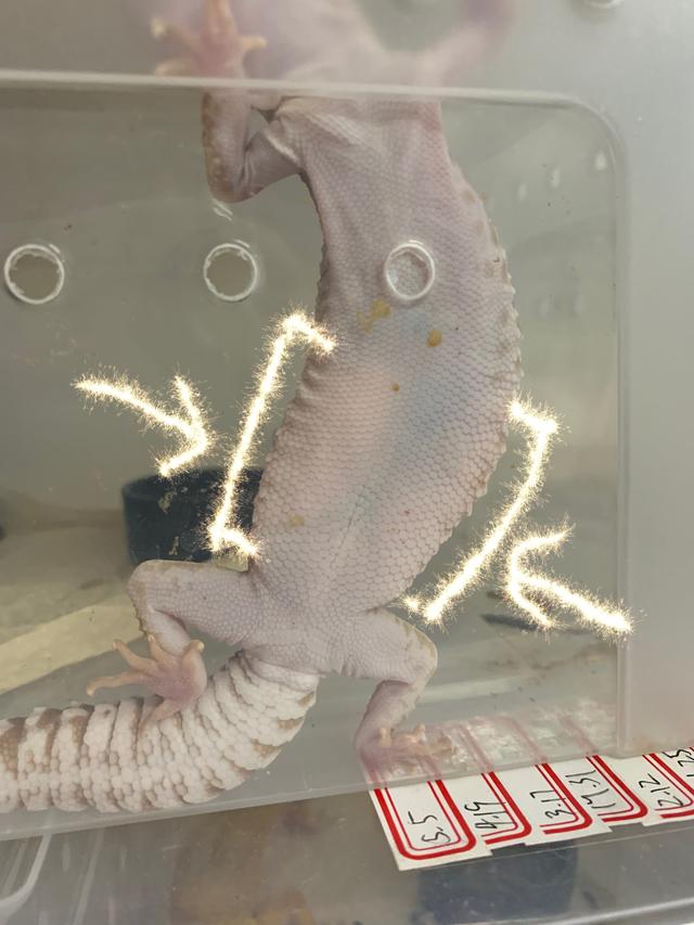 2019柏高家 豹纹守宫孵化成功破蛋出生全记录