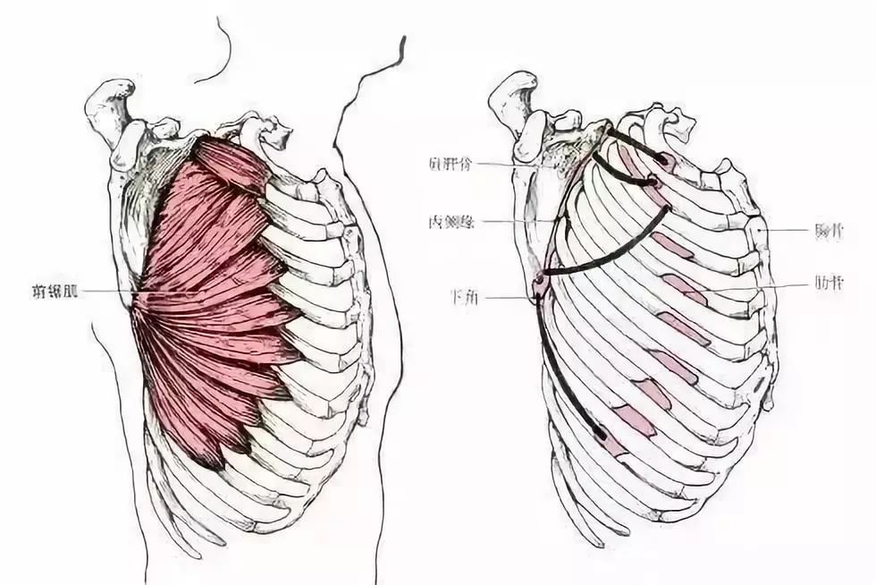 胸部肌群的解剖