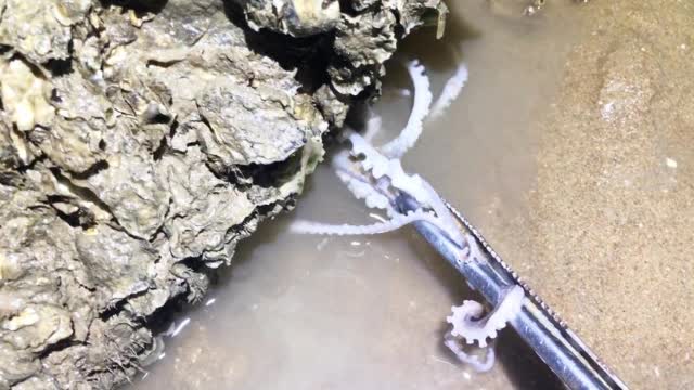 小斗一个人来到这片海滩,退潮后海鲜太多了,连八爪鱼都不要了章鱼花生鸡脚汤是补什么的图片