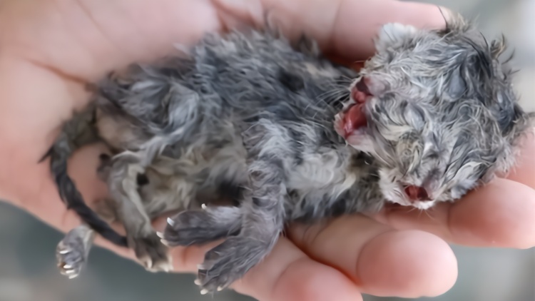 罕见！泰国母猫产下双头宝宝 心肺虚弱奇迹存活