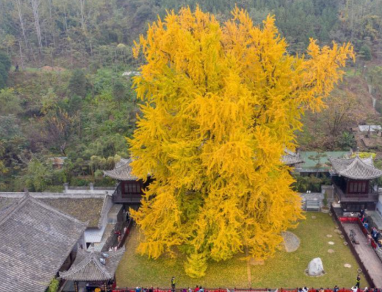 西安市长安区古观音禅寺内的网红千年银杏迎来了最佳观赏期,满树金黄