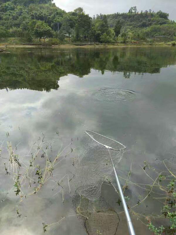 新型谷麦钓法,你意想不到的效果,是这一个人坚守数年的结果