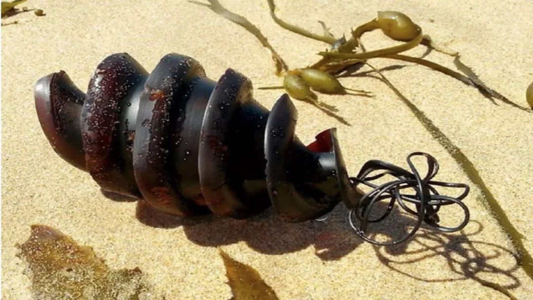 世界上最奇怪的10种动物蛋,各个都很独特,第1位每次都榜上有名__凤凰网