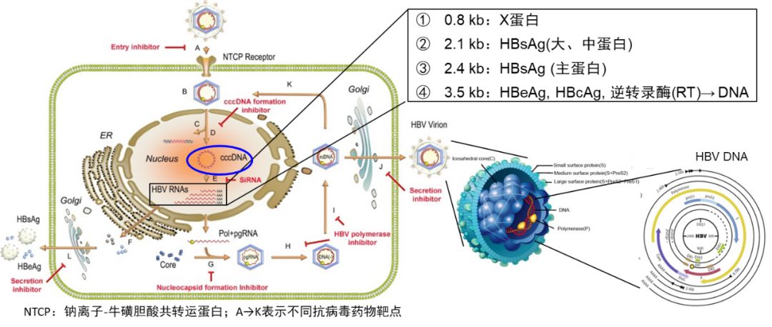当今临床诊治实践对HBV检验试剂性能的新要求 九州体育备用网址