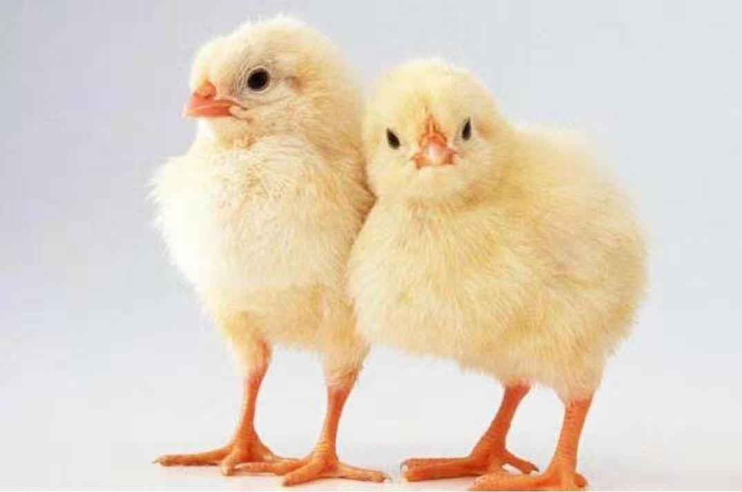 那么在农村散养鸡的话,到底是自己家孵小鸡好,还是买鸡苗养好些呢?