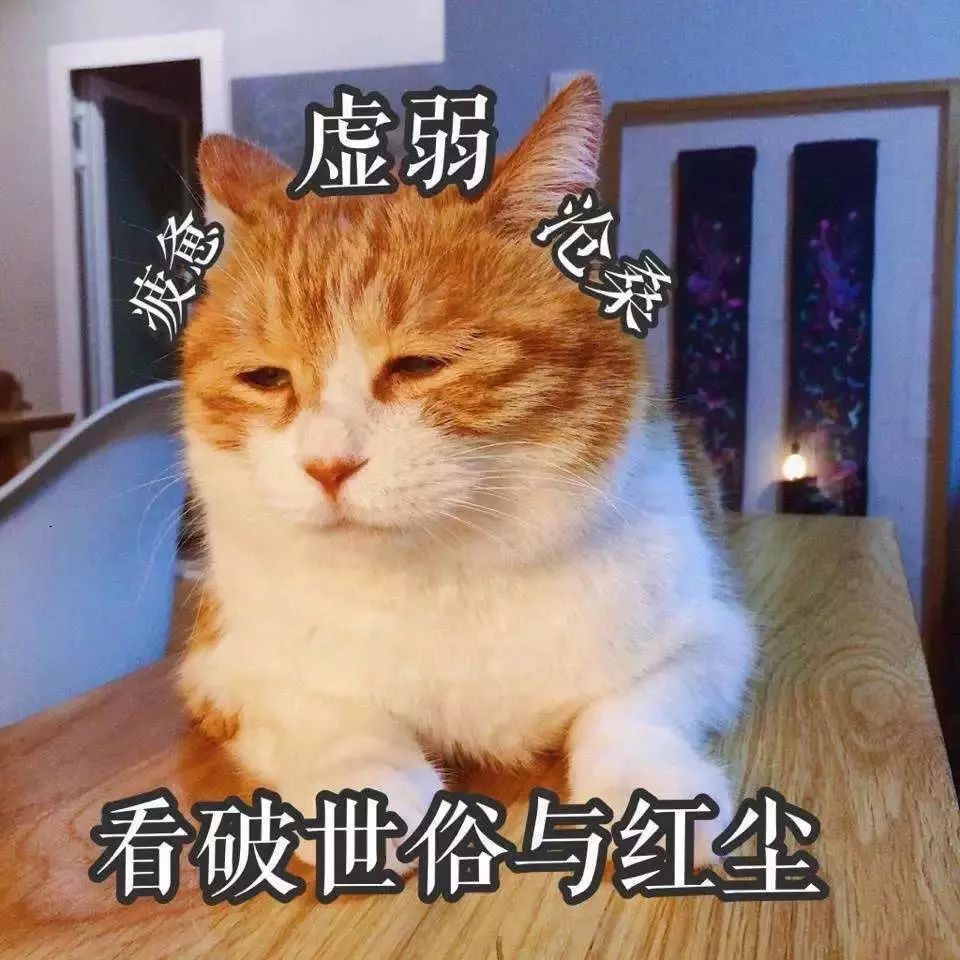 谁才是猫咪表情包届的扛把子呢?