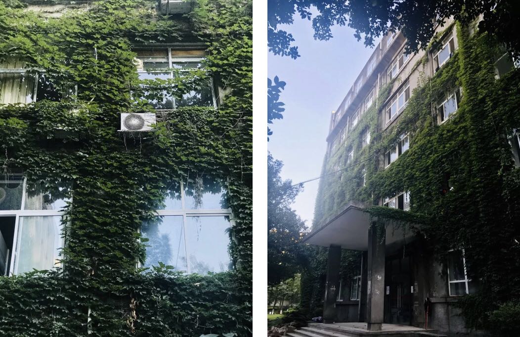 乱逛 中医药大学满墙的爬山虎，绿得很