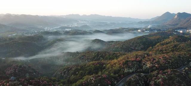 贵州百里杜鹃：民俗文化助力旅游经济高质量“蝶变”