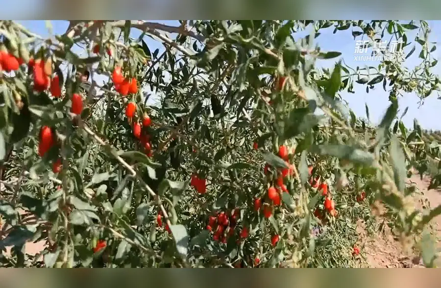枸杞研究获重大突破！“枸杞红素”了解一下
