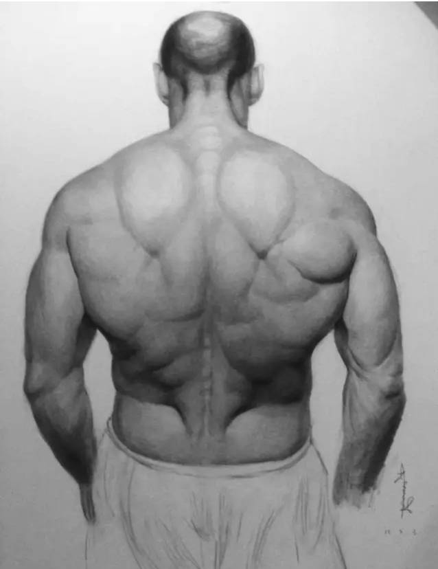 ▼ 杰森斯坦森背部肌肉分离度, 可以用人体解剖图来形容.
