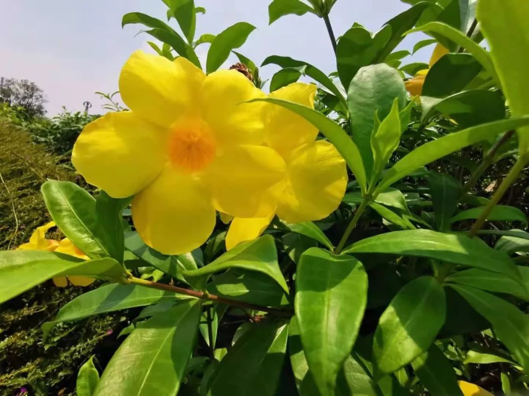 1.软枝黄蝉