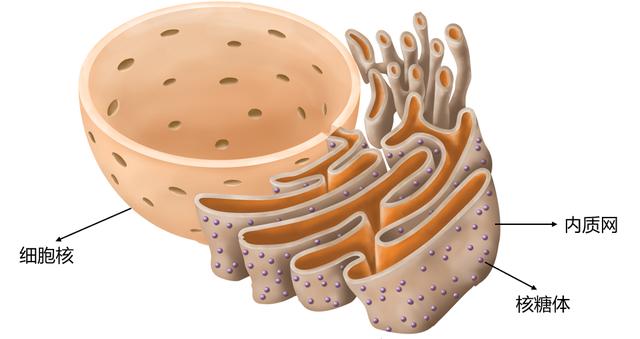 冷冻机  与核膜贴在一路的内质网 至此,细胞核出生了.