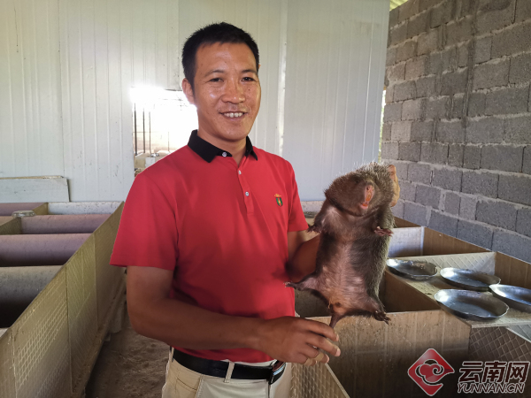 云南德宏芒市有位“竹鼠王”，带领村民奔小康