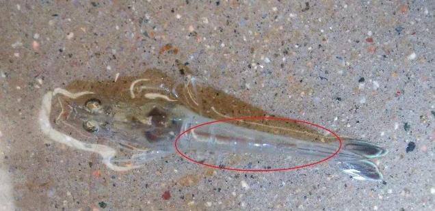 不容忽视丨南美白对虾最重要要的器官之一肠道,养好了收益翻倍