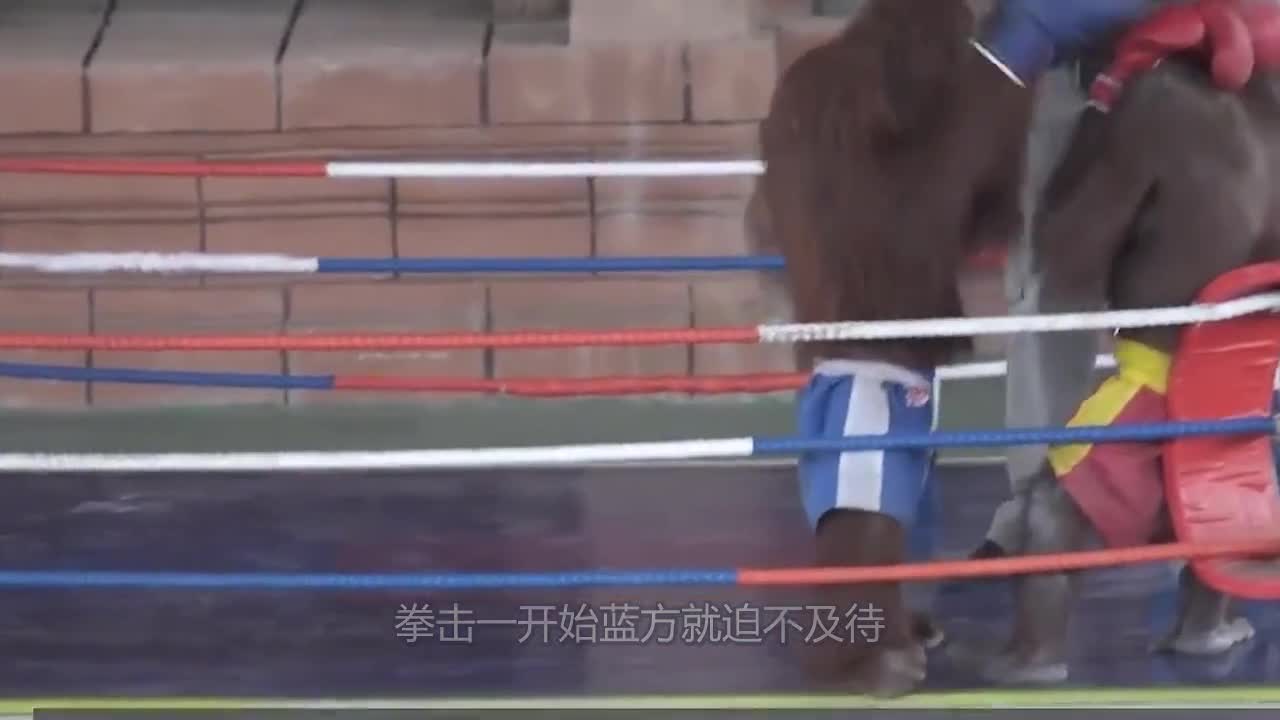 两只猩猩打拳击，比赛才刚宣布开始，就把观众逗笑了