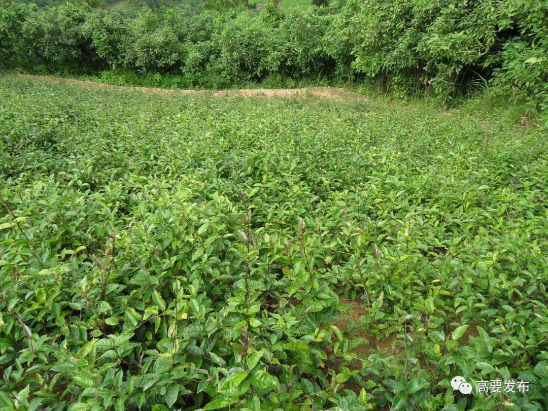 他从珠宝业转行南药,成为高要巴戟天的领军人物,带动农民致富