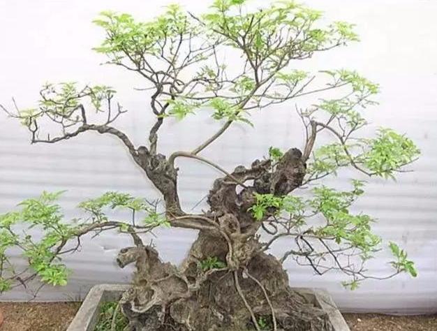 野外黄荆疙瘩:塑型需注意五点,根部奇异更美观