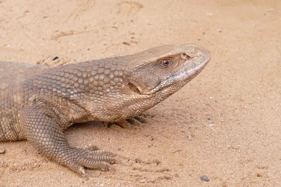 草原巨蜥(savannah monitor lizard)