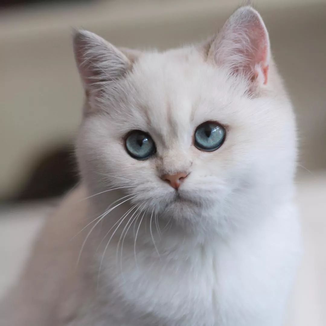 可爱的英国短毛猫 从小就是一个包子大圆脸长大了还不