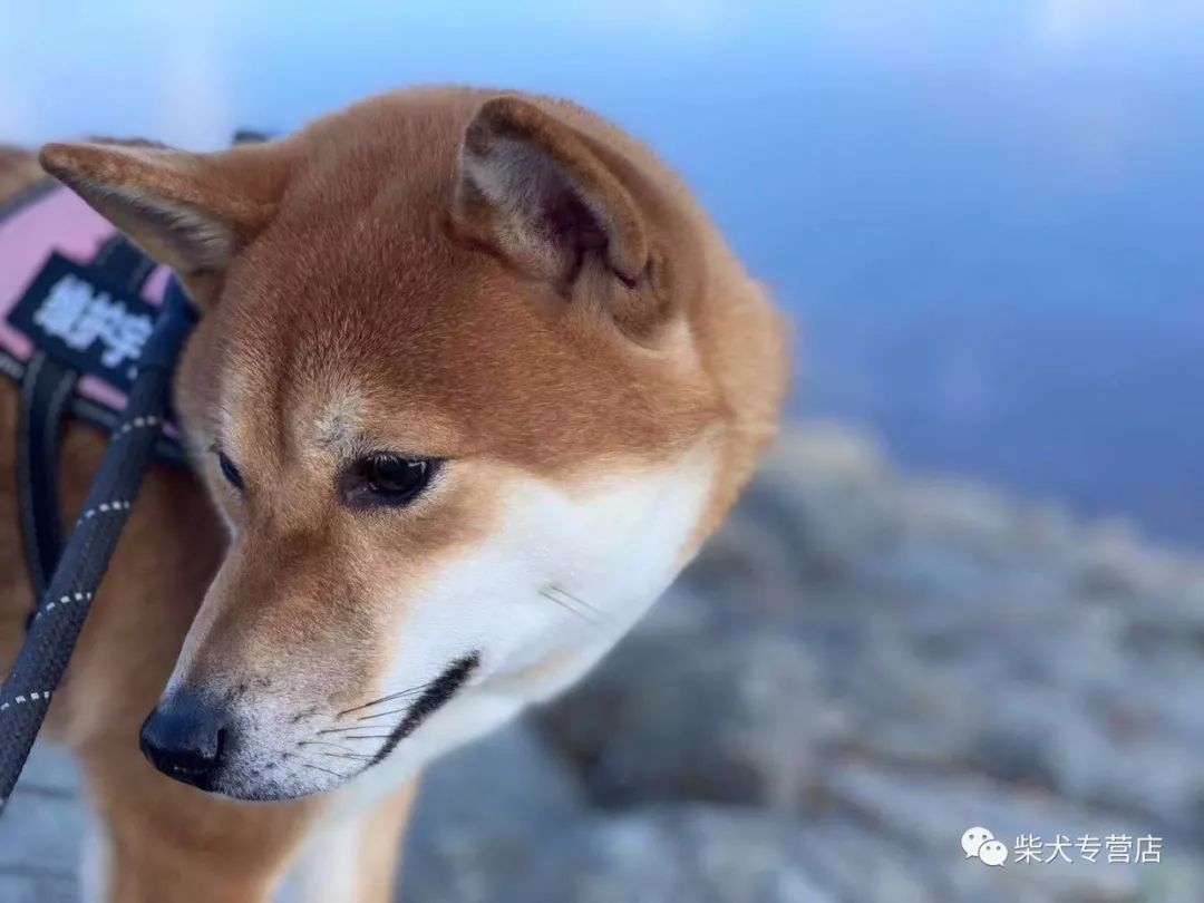 柴犬的毛色发腮如何解决
