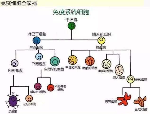 清言清雨-护肤小课堂之皮肤免疫功能介绍篇