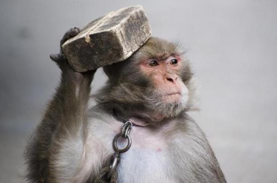 南阳一县城,把猴戏耍到了全中国!然而现在耍猴艺人生存艰难
