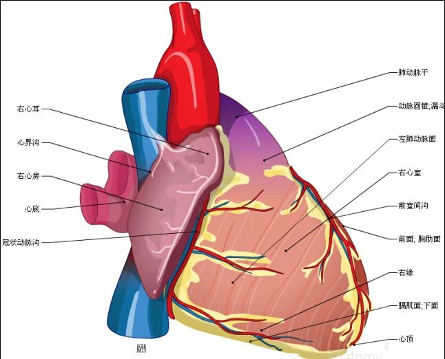 原来心脏长这个样子