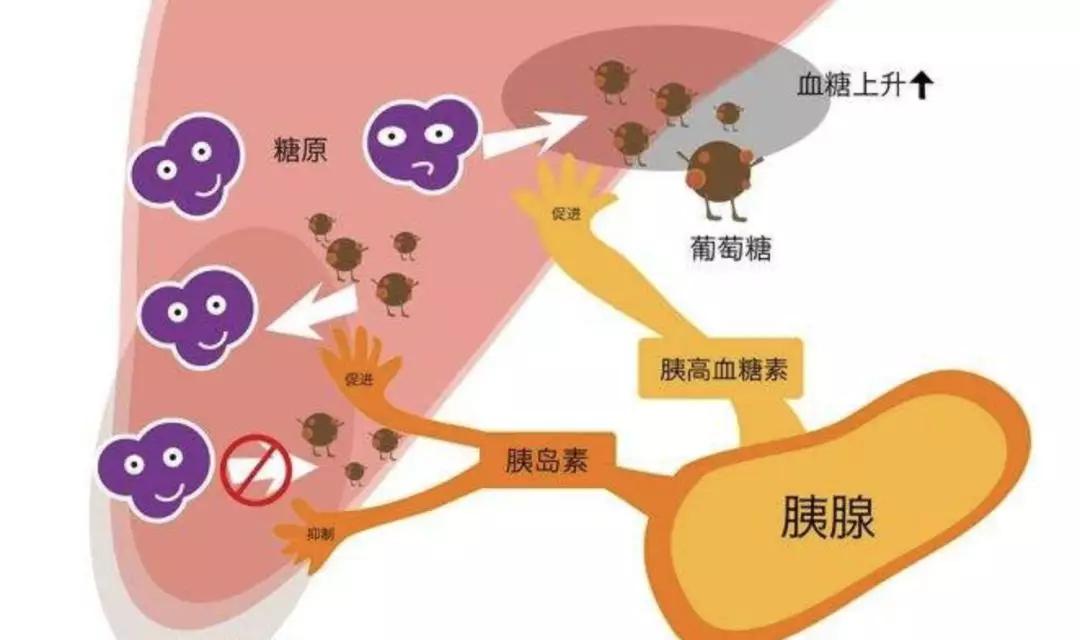 希望五种有望彻底治愈糖尿病高科技