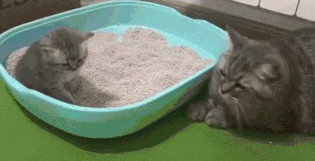 小小猫是怎么学会用猫砂的，实的需要铲屎官“上行下效”吗？（小猫如何学会用猫砂）