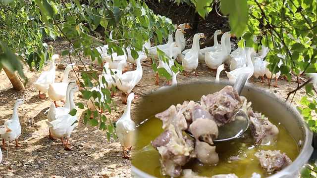 舌尖上的安徽！三口塘老鹅汤香八方