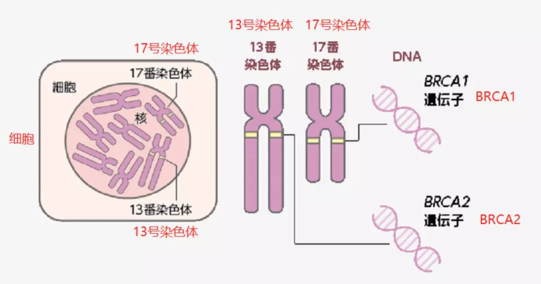 助力女性两癌早筛，华大基因乳腺癌易感基因brca1 2检测产品正式发布！ 凤凰网