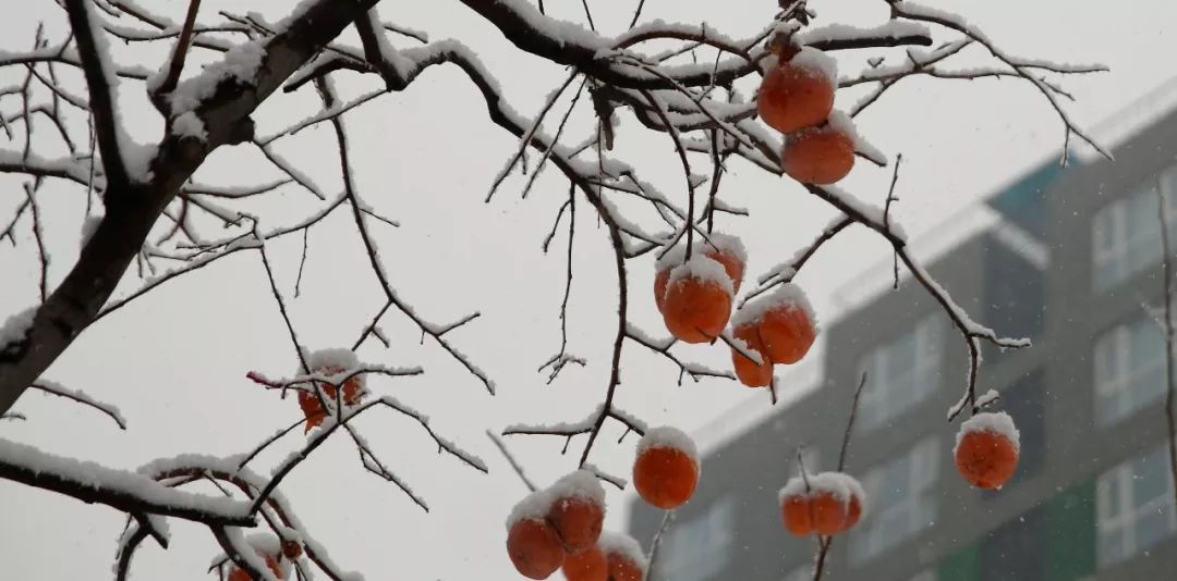 大雪纷飞时,应有柿树挂灯笼,东亿别样红