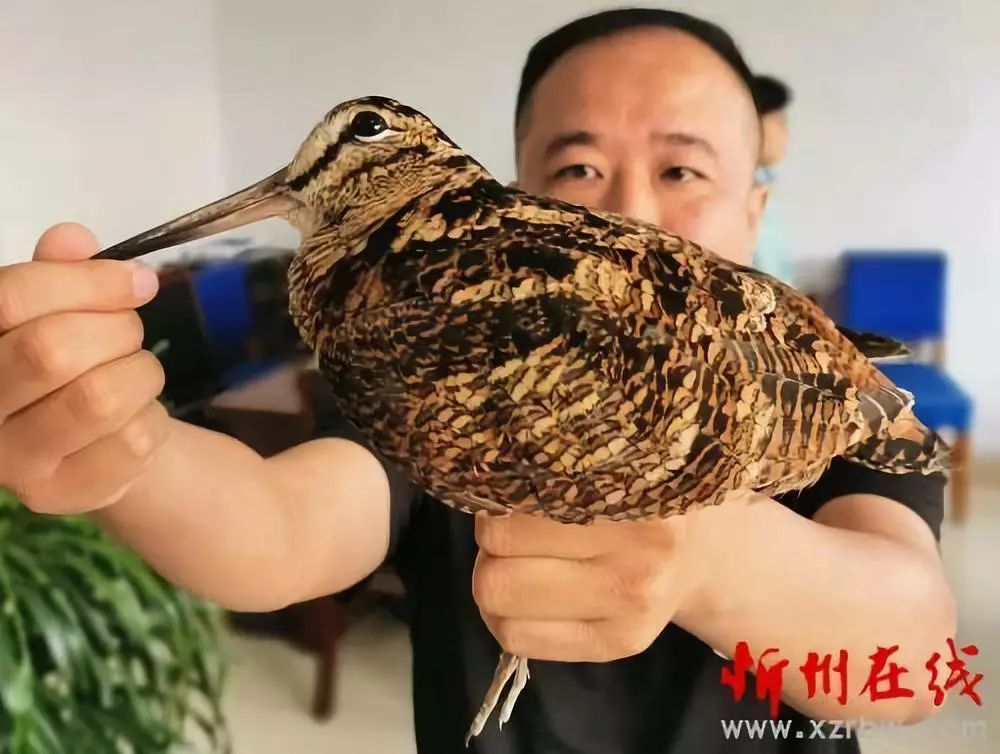 忻州市民救下一只"长嘴鸟,它属于国家二级保护动物__凤凰网