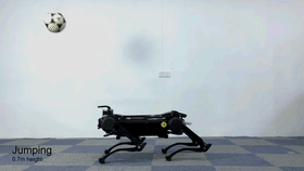 「澎湃新闻」浙大“绝影”机器狗上新了！会钻火圈、跳跃顶球