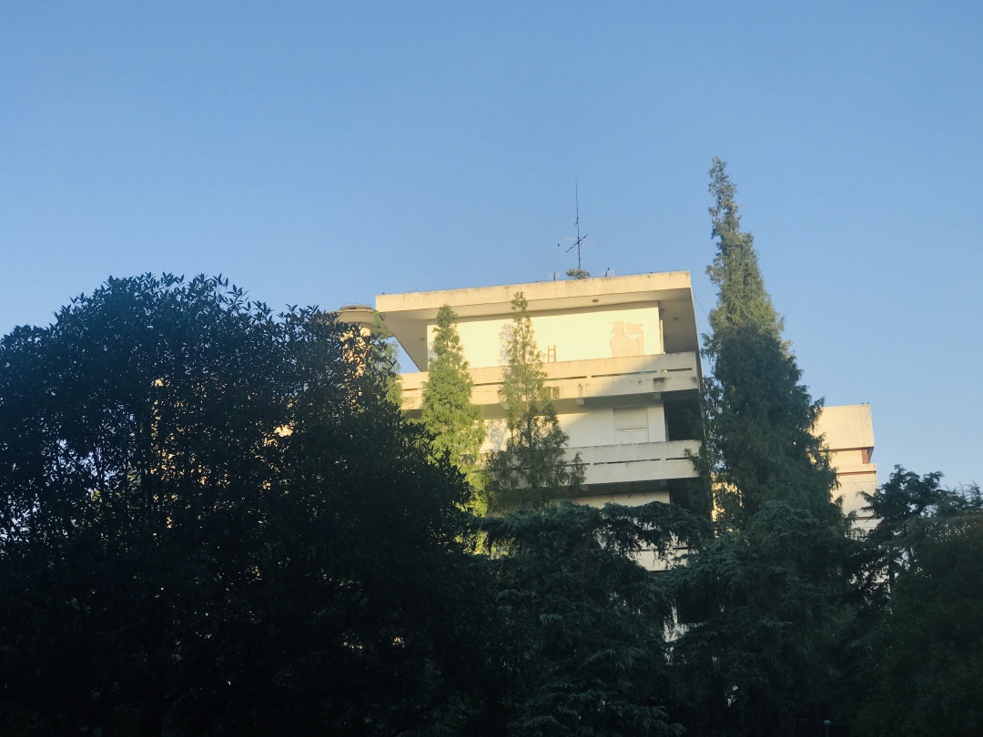 乱逛 中医药大学满墙的爬山虎，绿得很