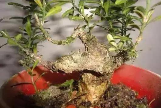 黄杨:“鸟中之王称凤凰,木中之王为黄杨”,盆景艺术的载体