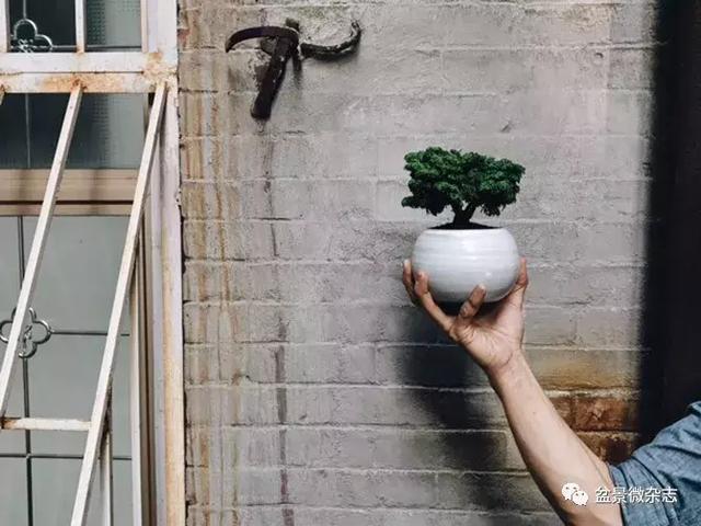 盆景▪现代▪哲理:访纽约现代盆景造型师