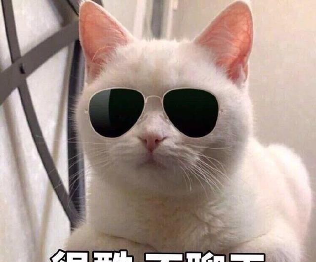 很酷,不聊天
