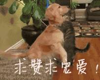 e2a4f6398b8d4c80871acd1bd98fce7c.gif e2a4f6398b8d4c80871acd1bd98fce7c.gif