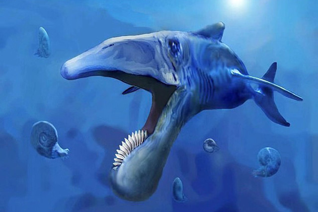 俄罗斯发现史前旋齿鲨化石,这种生物可以甩出下颌抓住