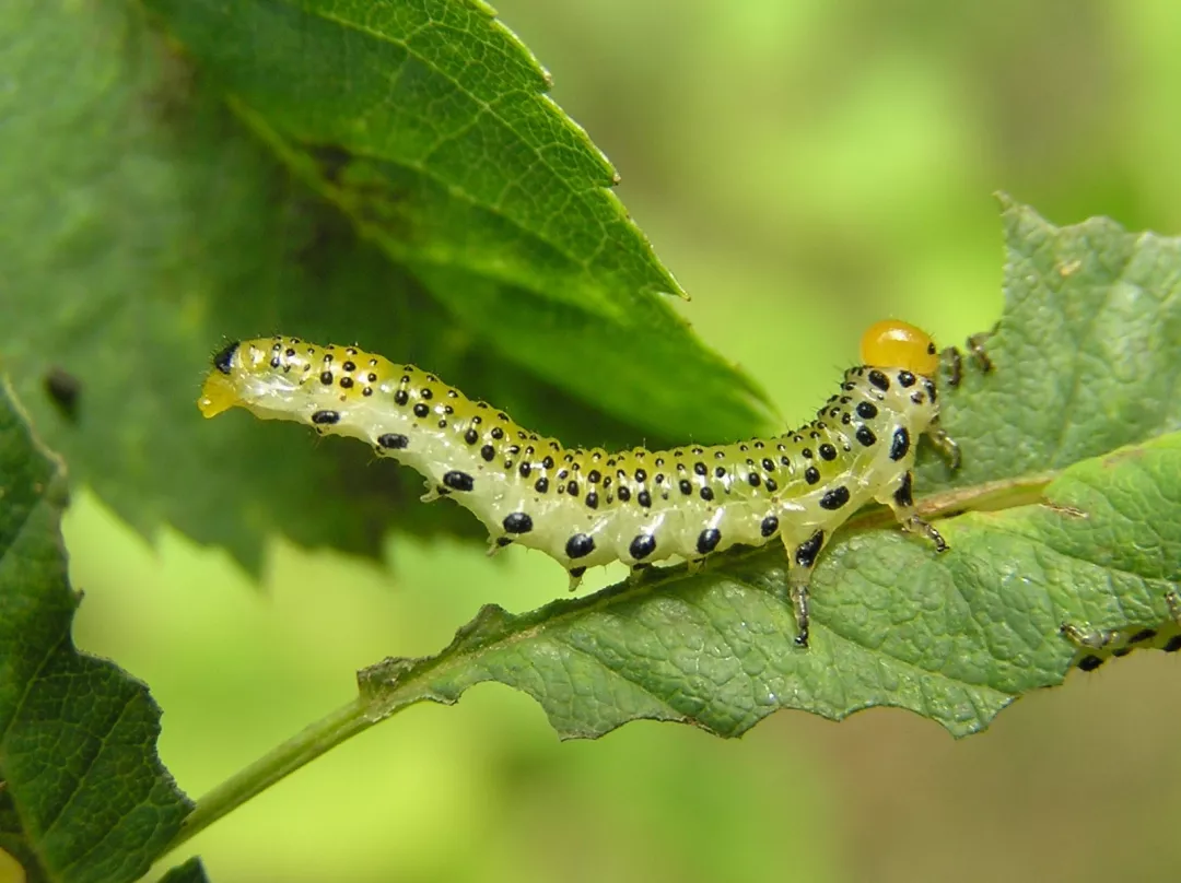 图片:beentree / wikimedia 月季茎蜂 有的时候,好好的月季枝条会突然