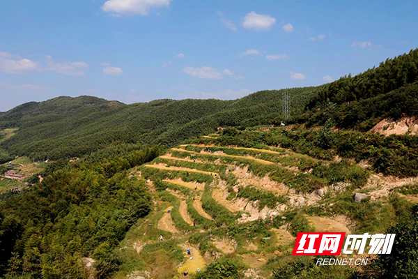 近日,由耒阳市绿润农业有限公司发起的亮源乡元明坳高山扶贫认养活动