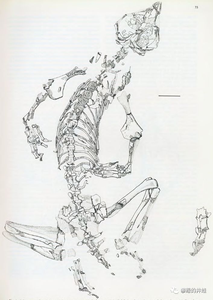 南非卡鲁盆地发现的palaeagama vielhaueri化石骨骼简图.