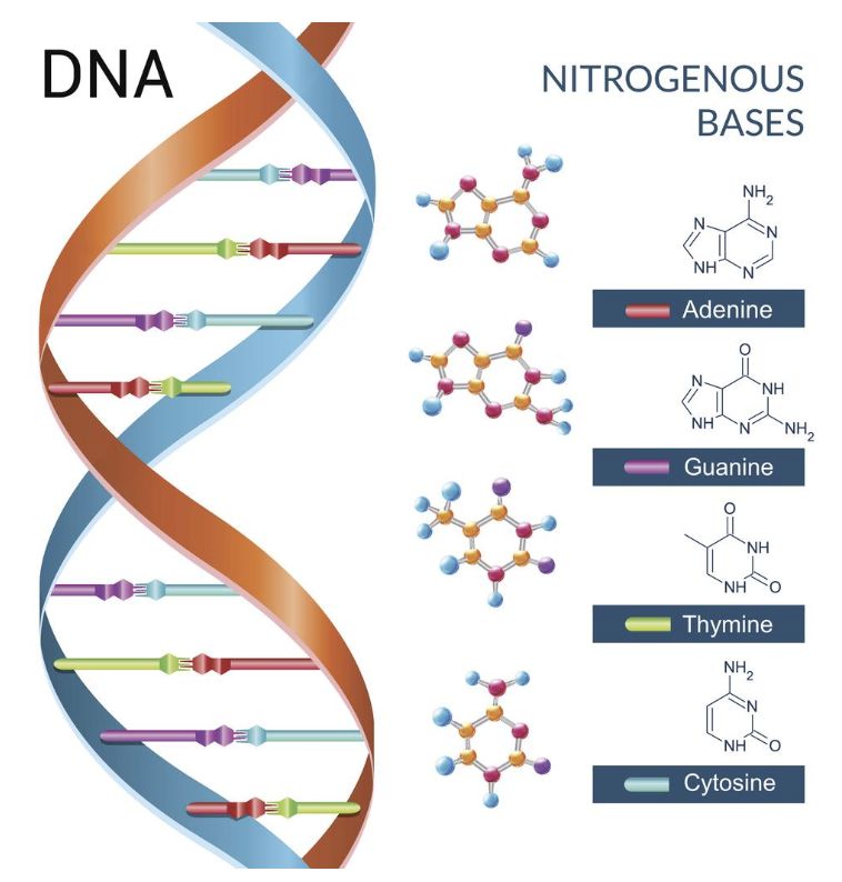 研究完《长安12时辰》的望楼系统，我魔怔了