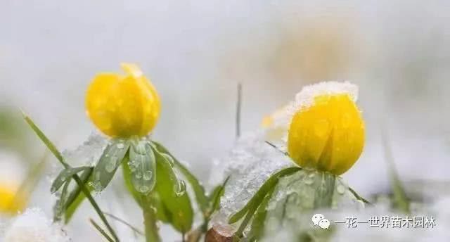 7种超耐冻花木可以在冬日露天里灿烂开花
