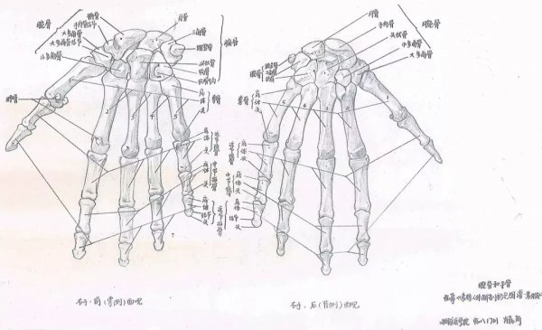 没错 中南就是有一群这样的学子 该校举办解剖学绘图大赛 《骨单位》
